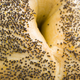 Illustration for article titled There's a New Drug Test That Can Beat the Poppy Seed Defense